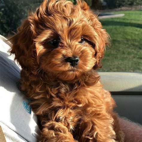 Cavapoo Dog Breed & Adoption Information 